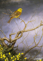 Bird greeting card. Yellowhammer and Gorse by Dick Twinney