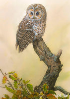Bird greeting card. Tawny Owl and Autumn Oak by Dick Twinney