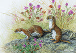 Wildlife greeting card. Weasels by Dick Twinney