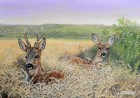 Wildlife greeting card. Roe Deer by Dick Twinney