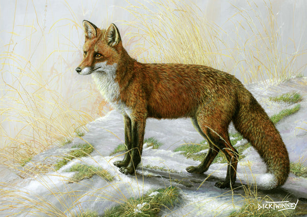 Wildlife Greeting Card. Fox by Dick Twinney