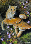 Wildlife Greeting Card. Dormouse by Dick Twinney