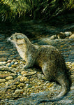 Wildlife Greeting Card. Otter by Dick Twinney