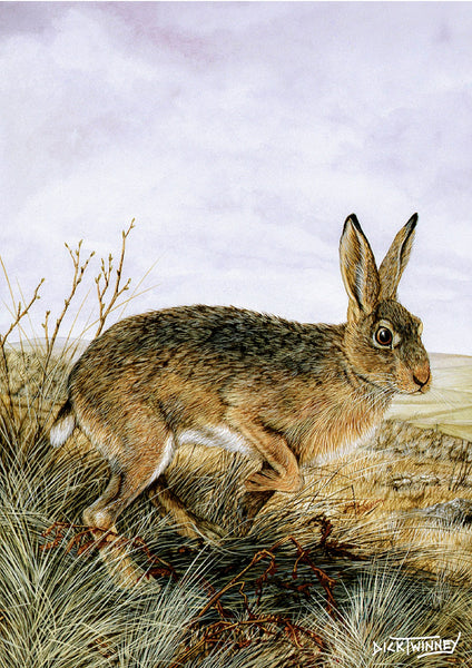 Wildlife Greeting Card. Brown Hare by Dick Twinney