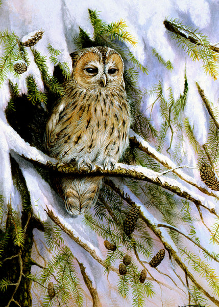 Tawny Owl Bird Christmas Card by Dick Twinney