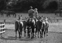 Horse & Pony Notecards Multipack by Charles Sainsbury-Plaice