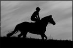 horse and jockey on gallops silhouette