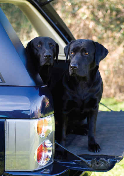 black labradors in Range Rover