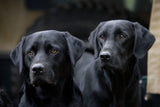 Two black Labradors sitting side by side in a close-up portrait.