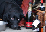 Labrador and bottles: “Black Labrador resting beside a metal bowl, champagne bottles and a wicker basket