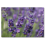 Garden Greeting Card. Lavender by Charles Sainsbury-Plaice