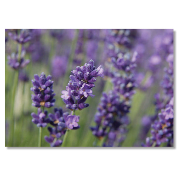 Garden Greeting Card. Lavender by Charles Sainsbury-Plaice