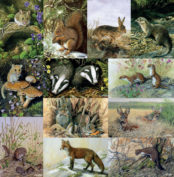 Nature and wildlife greeting card assorted multipack