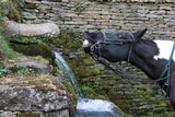 horse smiling at crocodile fountain