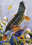 Pike freshwater fish greeting card by M J Pledger