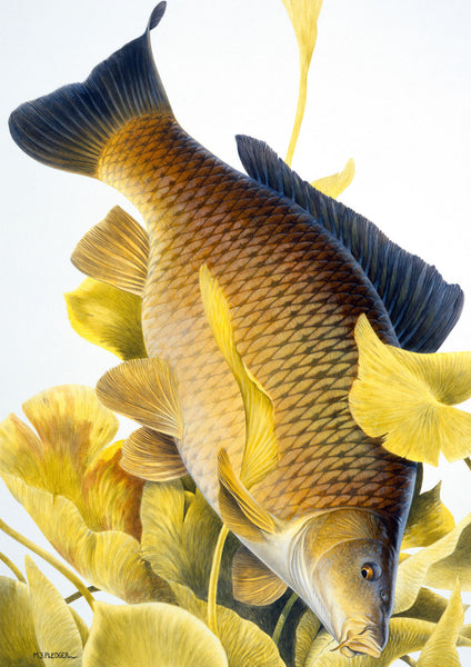 Common Carp freshwater fish greeting card by M J Pledger