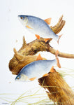 Roach freshwater fish greeting card by M J Pledger