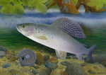 Grayling freshwater fish greeting card by M J Pledger