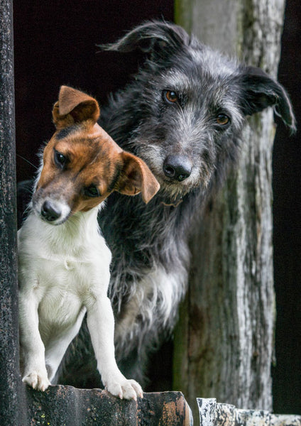 Lurcher and Jack Russell blank greeting card. Peanut and Rabbit