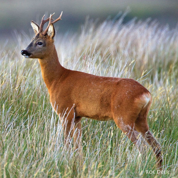 Roe Deer or Roe buck greeting card with sound.