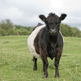 Belted Galloway Cow Greeting Card with sound