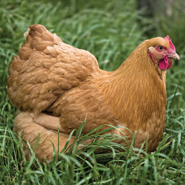 Buff Orpington Chicken Greeting Card with sound