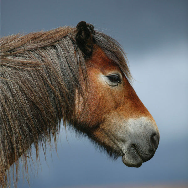 Dartmoor pony greeting card with sound inside.