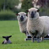 Sheep Greeting Card with sound