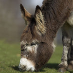 Donkey greeting card with sound inside.