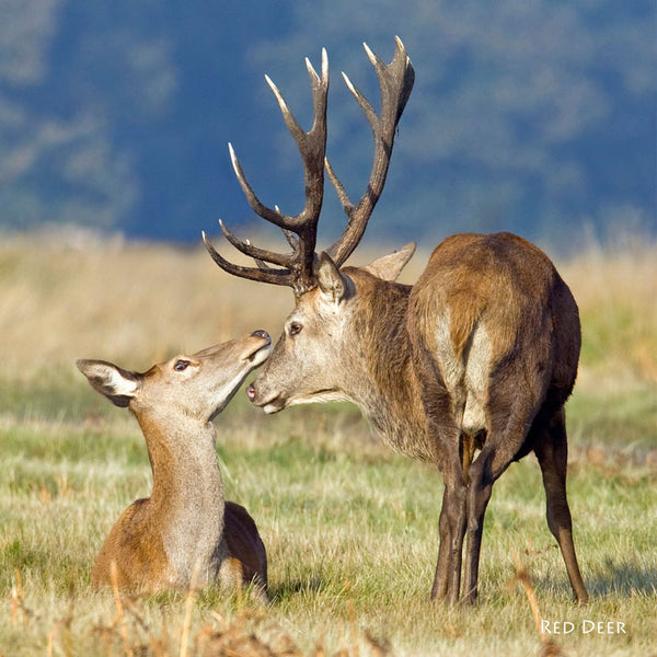 Red Deer greeting card with sound