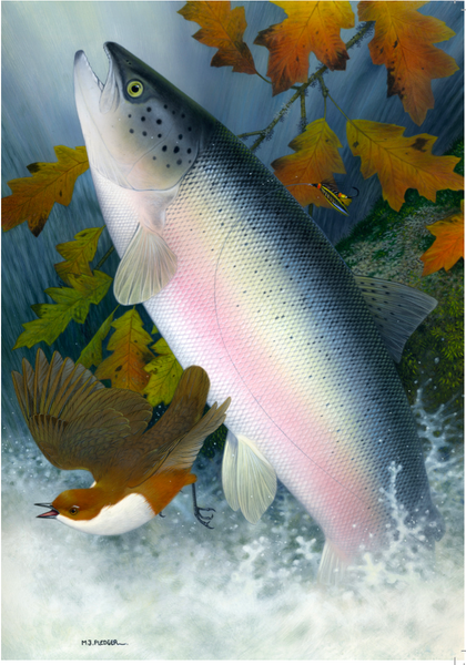 Salmon & Dipper saltwater fish greeting card by M J Pledger