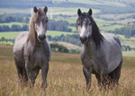 Welsh mountain ponies greeting card by Charles Sainsbury-Plaice