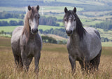 Horse & Pony Notecards Multipack by Charles Sainsbury-Plaice