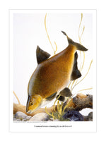 Common Bream fishing print by M J Pledger