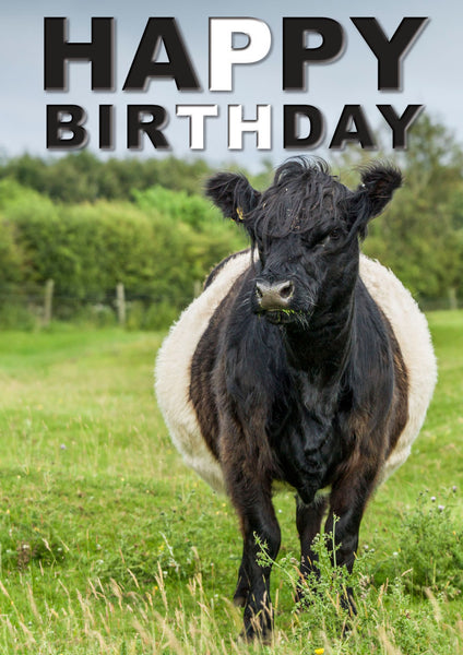 Longhorn Calf Birthday Card by Charles Sainsbury-Plaice