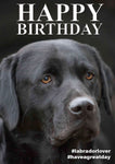 Labrador Birthday Card by Charles Sainsbury-Plaice