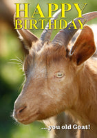 Goat birthday card by Charles Sainsbury-Plaice