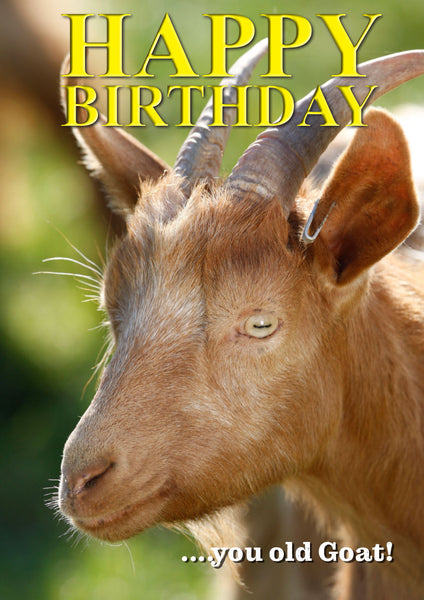 Goat birthday card by Charles Sainsbury-Plaice