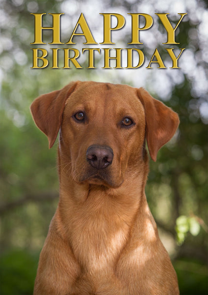Fox Red Labrador Birthday Card by Charles Sainsbury-Plaice