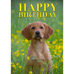 Fox red labrador puppy in buttercups