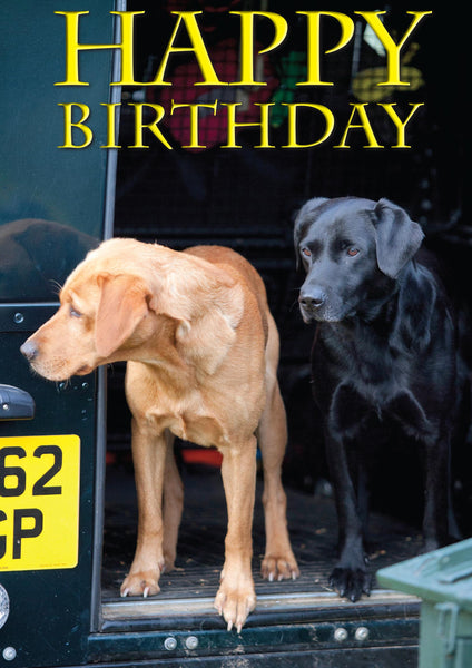 Labradors birthday card. Fox red and black labrador by Charles Sainsbury-Plaice