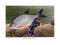 Silver bream fishing print by M J Pledger