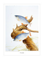 Roach fishing print by M J Pledger