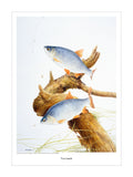 Roach fishing print by M J Pledger